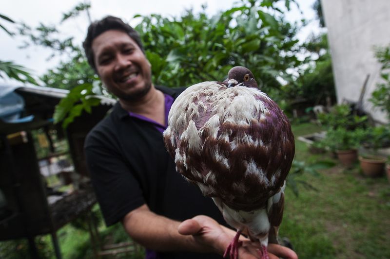 Dzulkarnain Md Nasar, 42, showing a Norwich Cropper pigeon, July 1, 2017, in Kajang. u00e2u20acu201d Bernama pic