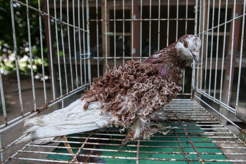 A part of the collection of frill-back breed of pigeons kept by Dzulkarnain Md Nasar at his residence at Sekolah Teknik in Kajang.