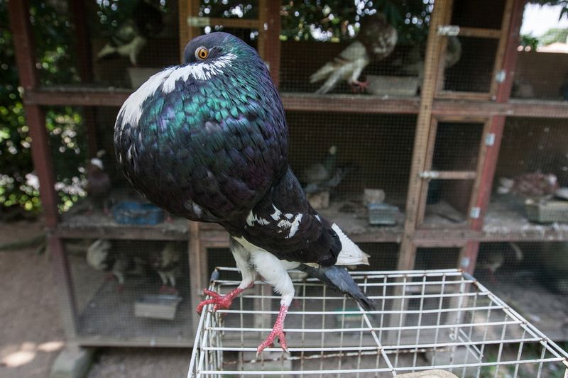 The Norwich Cropper pigeon exhibits the behaviour of ‘ballooning’ its chest when surrounded by people.