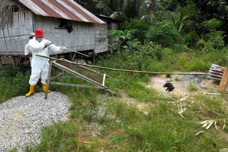 Sarawak Veterinary Services Department personnel putting down a puppy showing symptoms of being infected by rabies virus in Kampung Lebor, Gedong, Serian, July 5, 2017. u00e2u20acu201d Bernama pic