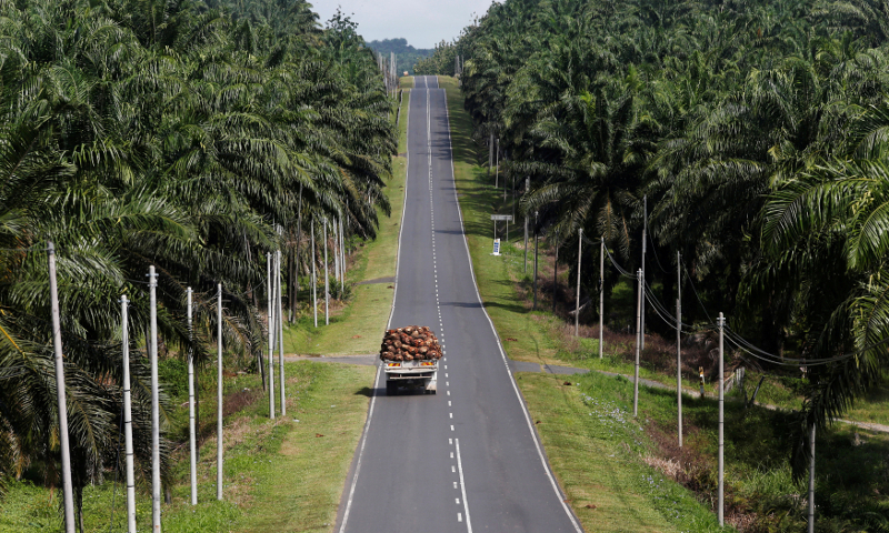 A truck carrying oil palm fruits passes through Felda Sahabat plantation in Lahad Datu in Sabah February 20, 2013. u00e2u20acu201d Reuters pic