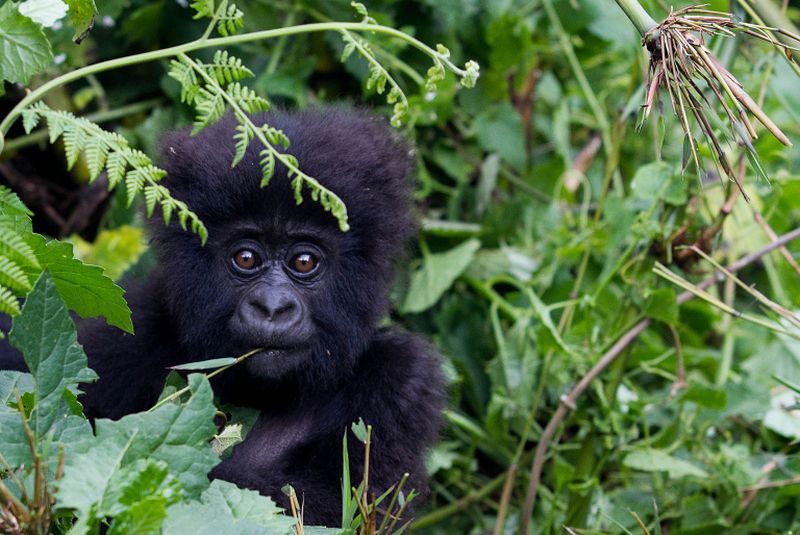 A baby mountain gorilla, a member of the Agashya family, in the Sabyinyo Mountains of Rwanda. u00e2u20acu2022 AFP pic