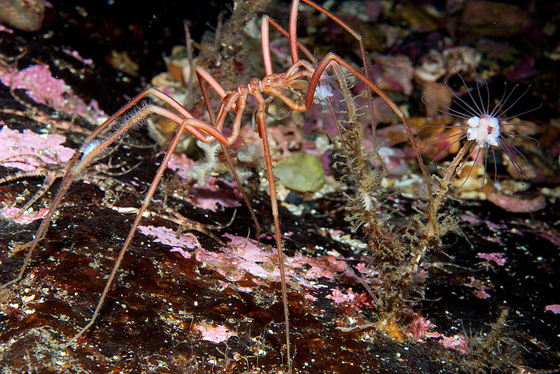 Peristaltic waves in sea spiders are far stronger than would be needed for digestion, because they must also get enough oxygen through the body. u00e2u20acu201d Picture courtesy of Wikipedia