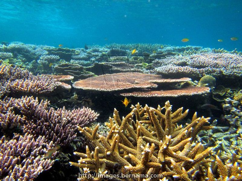Sebanyak 4,824 terumbu karang ditanam dalam masa 60 minit di Pantai Salang, Pulau Tioman, 16 Julai lalu. u00e2u20acu201d Foto Bernamann