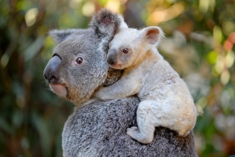 This undated handout from the Australia Zoo received on August 22, 2017 shows a white koala joey on her mother Tia at the Australia Zoo on Queensland's Sunshine Coast. u00e2u20acu201d Australia Zoo handout via AFP
