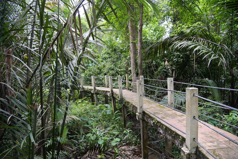 The Air Hitam Dalam Educational Forest has a 1km-boardwalk for visitors to walk over the swamp.