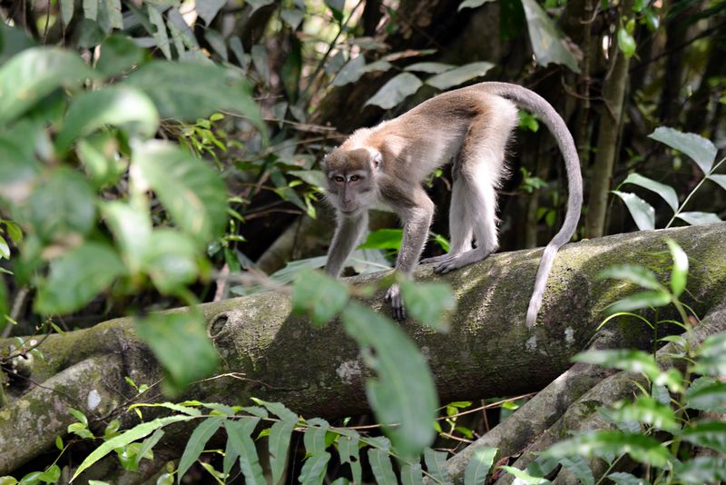 A monkey is seen in the Air Hitam Dalam Educational Forest.