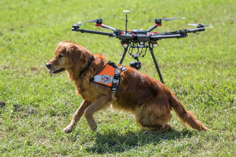 Capo, a dog of Swiss disaster dog association Redog sits next to a drone during a press presentation on combined search and rescue with drones and dogs outside Zurich on August 23, 2017. u00e2u20acu201d AFP pic 