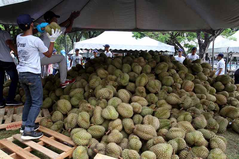 Workers busy choosing durians at the 'Kendurian' station, Selangor Food Mega Festival & Junk'd Fest 2017 at Dataran Kemerdekaan, Shah Alam August 6, 2017. u00e2u20acu201d Picture by Miera Zulyana Abdul Rahman
