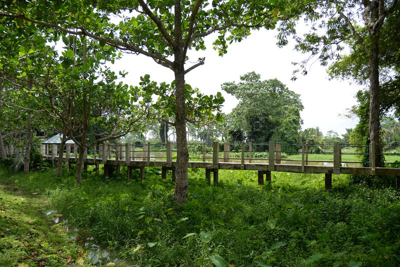 The boardwalk lets visitors get up close to the swamp forest.
