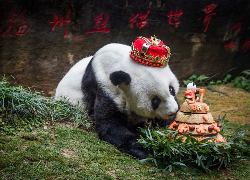 This file picture taken on January 18, 2017 shows giant panda u00e2u20acu02dcBasiu00e2u20acu2122 sniffing a birthday cake prepared by her keepers at Fuzhou Panda World in Fuzhou, east Chinau00e2u20acu2122s Fujian province. u00e2u20acu201d AFP pic