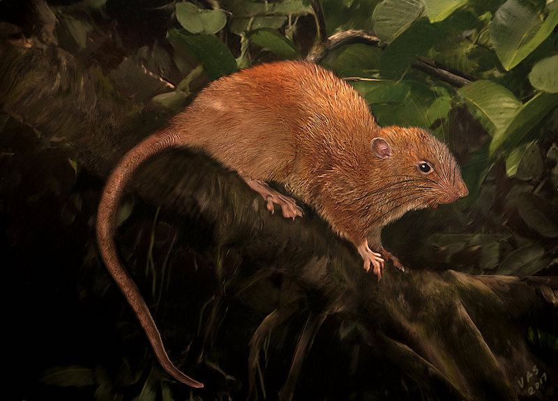 An illustration of a new species, Uromys vika is shown in this illustration provided September 28, 2017. u00e2u20acu201d Reuters pic