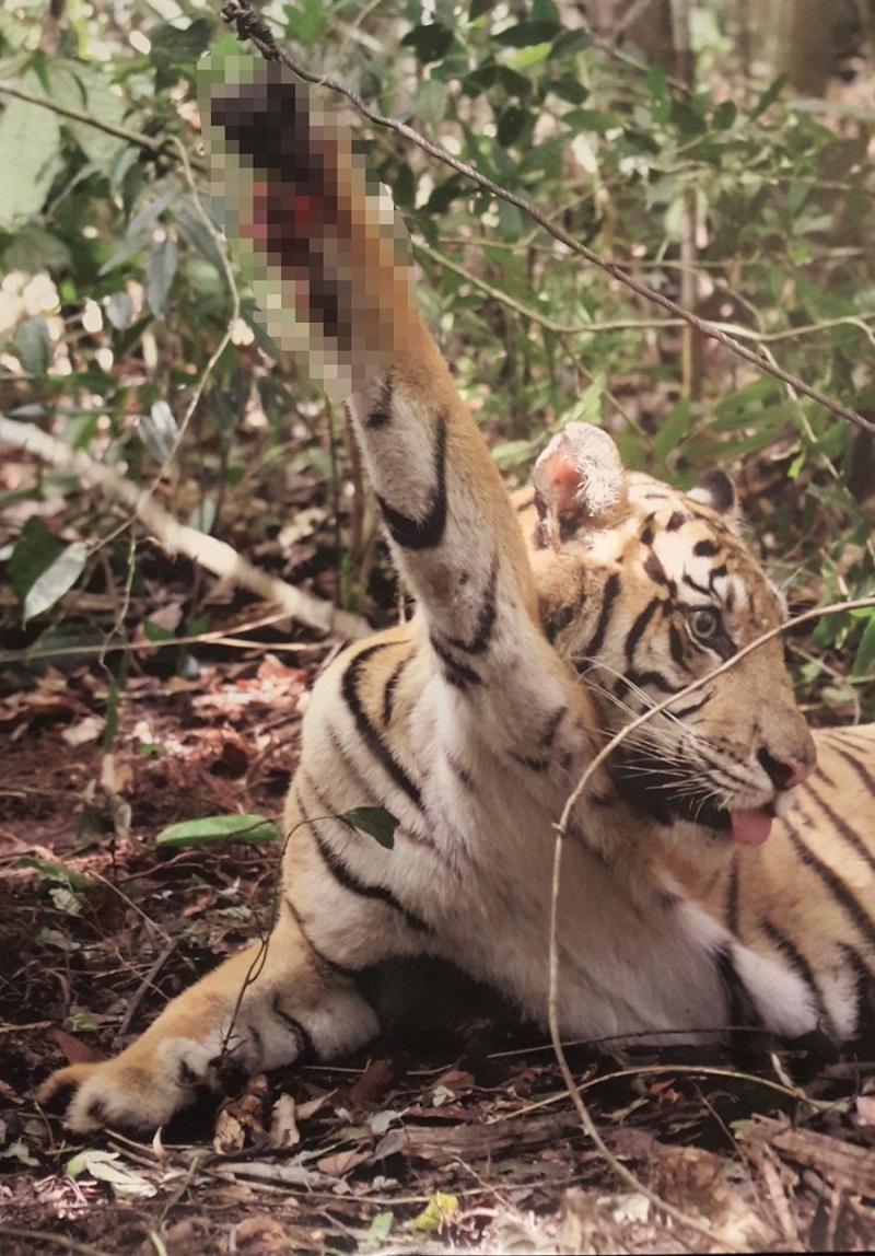 A tiger caught in a wire snare with its paw missing. 