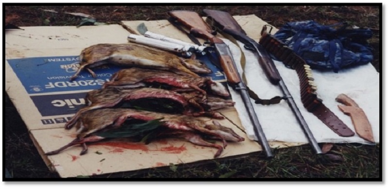 Weapons and several dead mousedeers discovered during a raid by enforcement officers. — Picture by Perhilitan