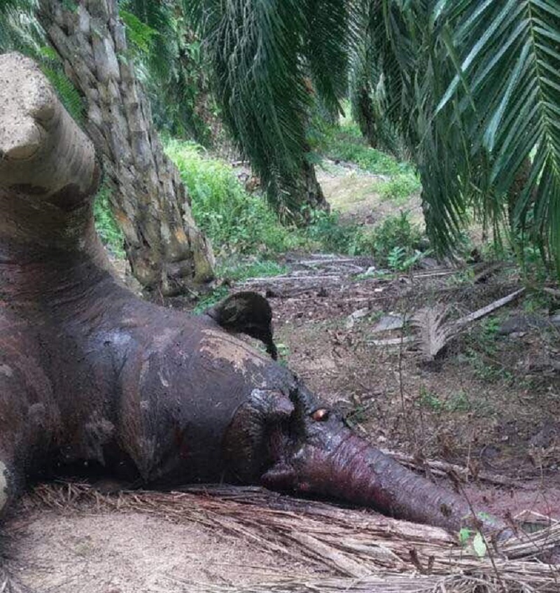 Sabah Wildlife authorities had found two elephant carcasses within a span of two weeks in two separate locations in Sabahu00e2u20acu2122s east coast district of Tawau and Sandakan. u00e2u20acu201d Picture courtesy of Sabah Wildlife Director Augustine Tuuga. 