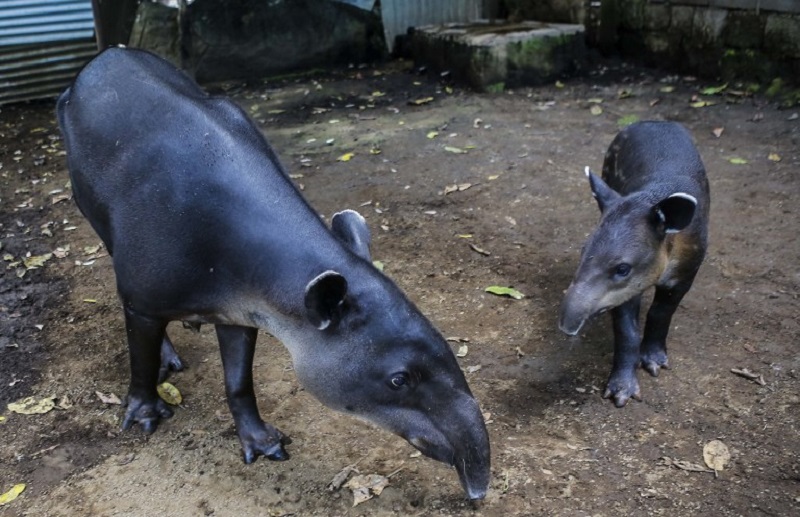 A tapir calf and its mother look for food at the National Zoo in Masaya, Nicaragua August 29, 2017. u00e2u20acu201d AFP pic
