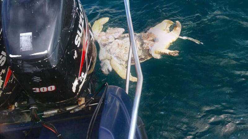 A site inspection today around Bum Bum Island off Semporna found only one turtle carcass, out of eight or nine initially found, floating in the sea. u00e2u20acu201d Picture from the Sabah Wildlife Department