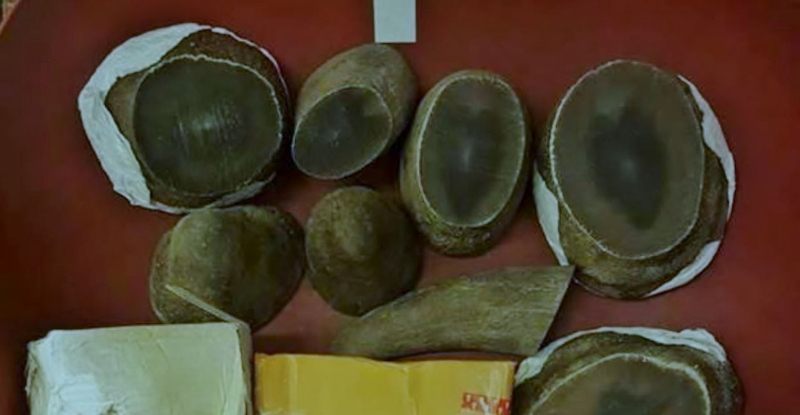 Pieces of rhino horn were found in the luggage in Singapore. u00e2u20acu201d Picture by AVA via TODAY