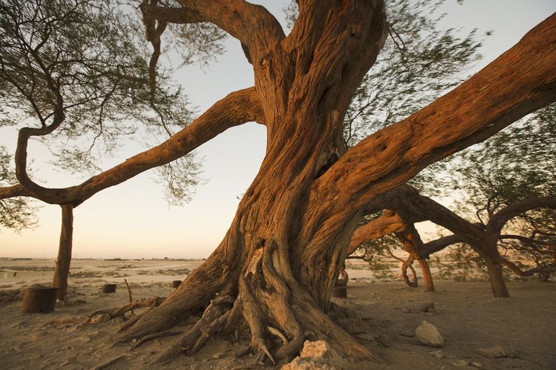 The mysterious Tree of Life is a popular sight in Bahrain.