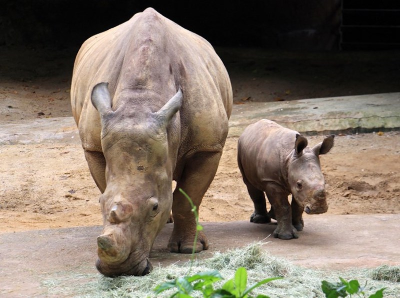 This handout from Wildlife Reserves Singapore taken on October 11, 2017 and released on October 12, 2017 shows Oban the baby white rhino beside his mother Donsa inside their enclosure at the Singapore Zoo. u00e2u20acu201d AFP pic