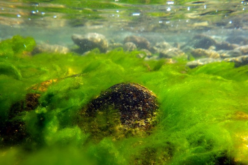 A handout picture taken on September 20, 2015 and provided by Oleg Timoshkin, biologist at the Russian Academy of Sciencesu00e2u20acu2122 Limnological Institute in Irkutsk, shows Spirogyra algae in the waters of Lake Baikal. u00e2u20acu201d AFP pic