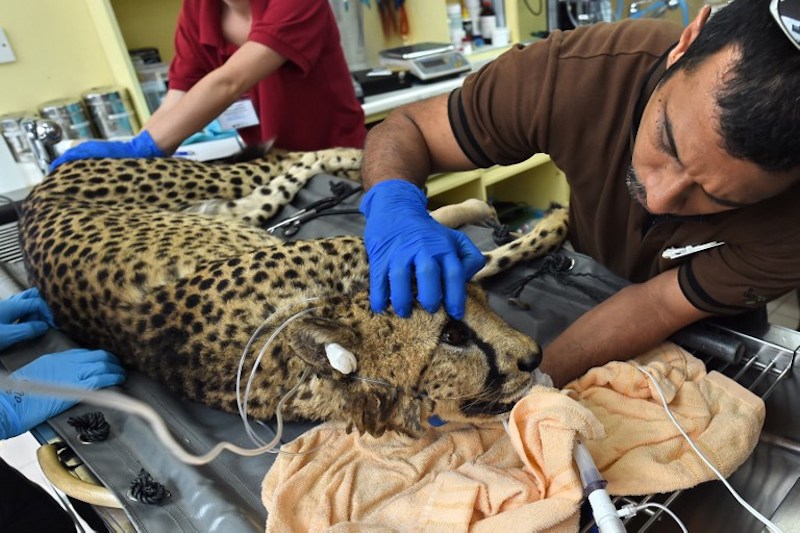 The Wildlife Reserves Singapore medical team checks on Kima the cheetah at the Singapore Zoo September 20, 2017. u00e2u20acu201d AFP pic