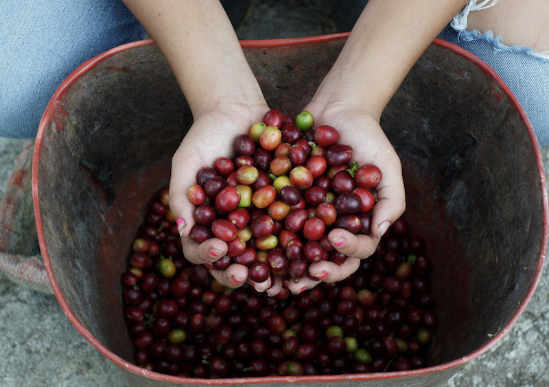 Camila, the daughter of a coffee grower, shows freshly harvested coffee beans in San Carlos, Colombia July 14, 2017. u00e2u20acu201d Reuters pic