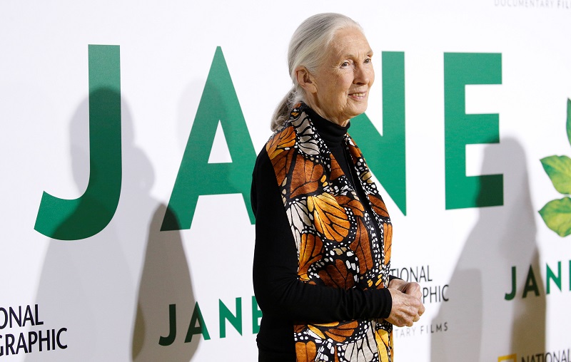 British primatologist Jane Goodall poses at the premiere for the documentary Jane in Los Angeles October 9, 2017. u00e2u20acu201d Reuters pic