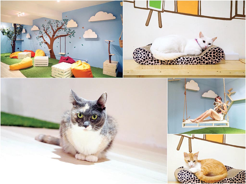 Purradise — The Purradise Cafe is for cat lovers. 