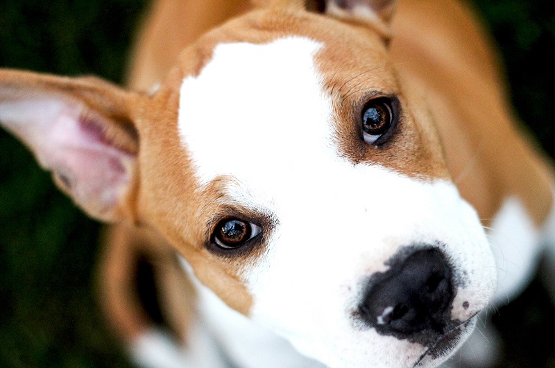 New research found that when humans had their backs turned, or were distracted, the dogsu00e2u20acu2122 faces were much less active u00e2u20acu201d regardless of whether the human was offering a food treat or not. u00e2u20acu201d AFP pic