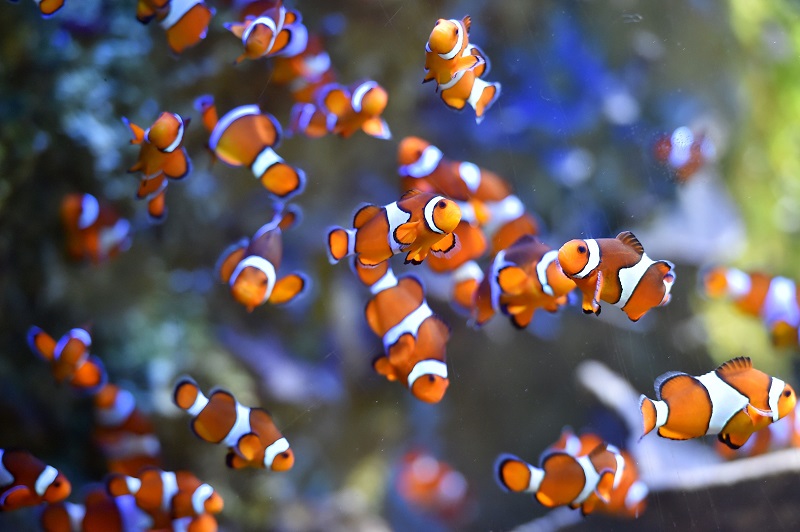 Clownfish, also known as anemonefish, in turn use the structures as shelter to lay their eggs and raise their young u00e2u20acu201d keeping the anemones clean in return. u00e2u20acu201d AFP pic
