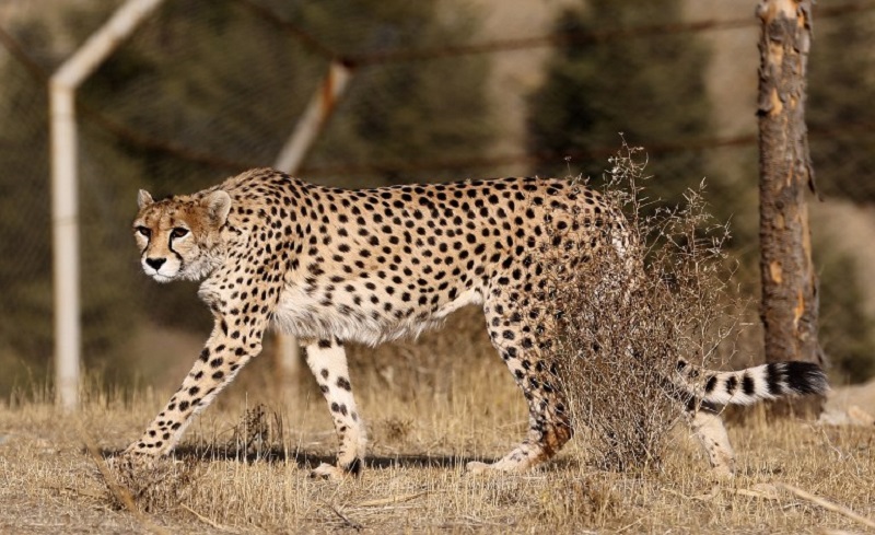 A female Asiatic Cheetah named u00e2u20acu02dcDalbaru00e2u20acu2122 walks in an enclosure at the Pardisan Park in Tehran on October 10, 2017. u00e2u20acu201d AFP pic
