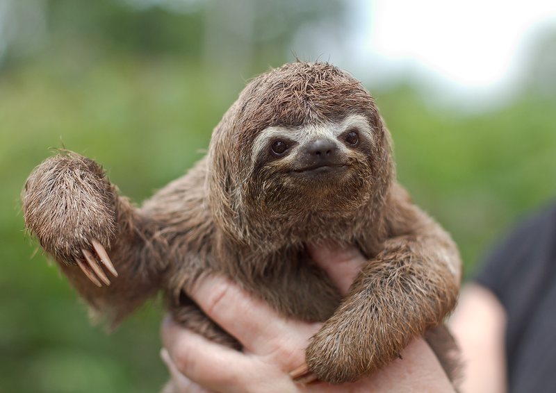 After the pink river dolphin, the most common selfie animal in the Brazilian city of Manaus is the three-toed sloth. u00e2u20acu201d Snic320/IStock.com pic via AFP