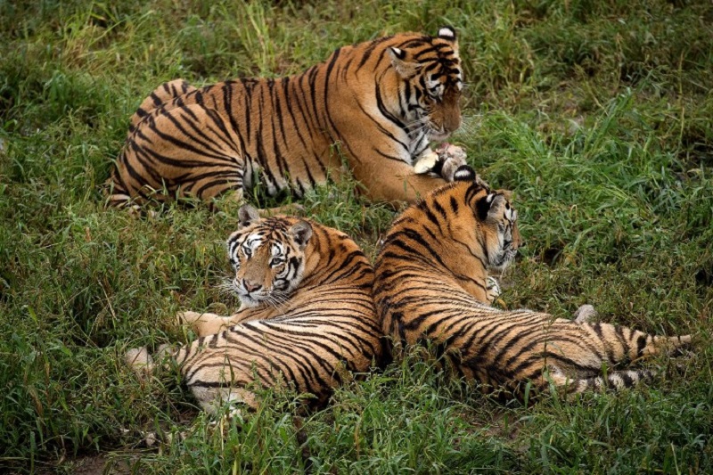 In this picture taken on August 23, 2017, Siberian tigers are seen at the Hengdaohezi Siberian Tiger Park in Hengdaohezi township on the outskirts of Mudanjiang. u00e2u20acu201d AFP pic