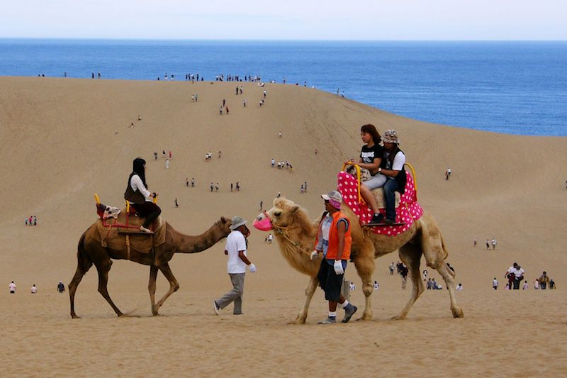 Try a camel ride on the Tottori Sand Dunes, or trek up to the top to get a selfie. — TODAY pic