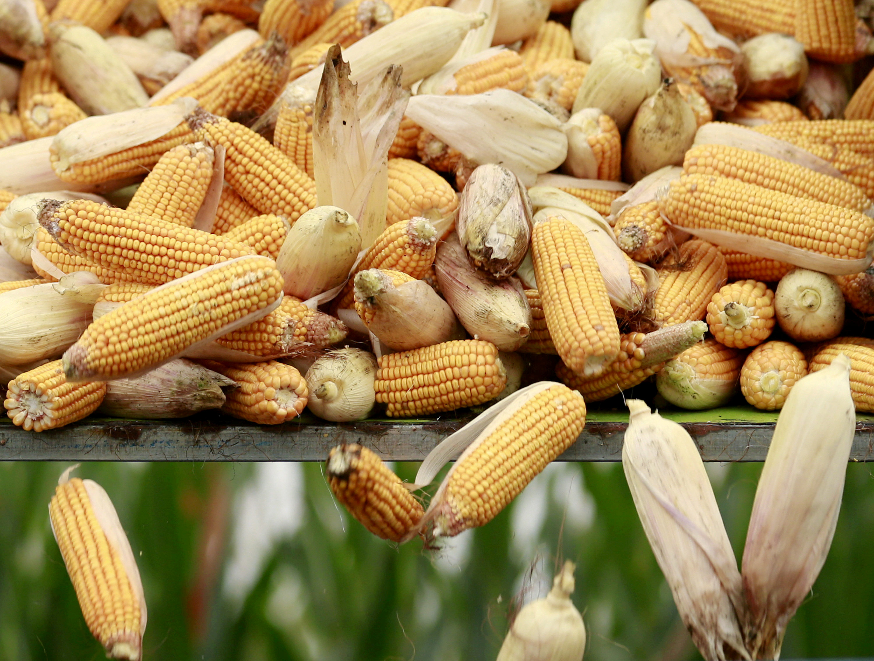 A harvester unloads corn to a cargo truck at a farm in Gaocheng, Hebei province, China, September 30, 2015. u00e2u20acu201d Reuters pic