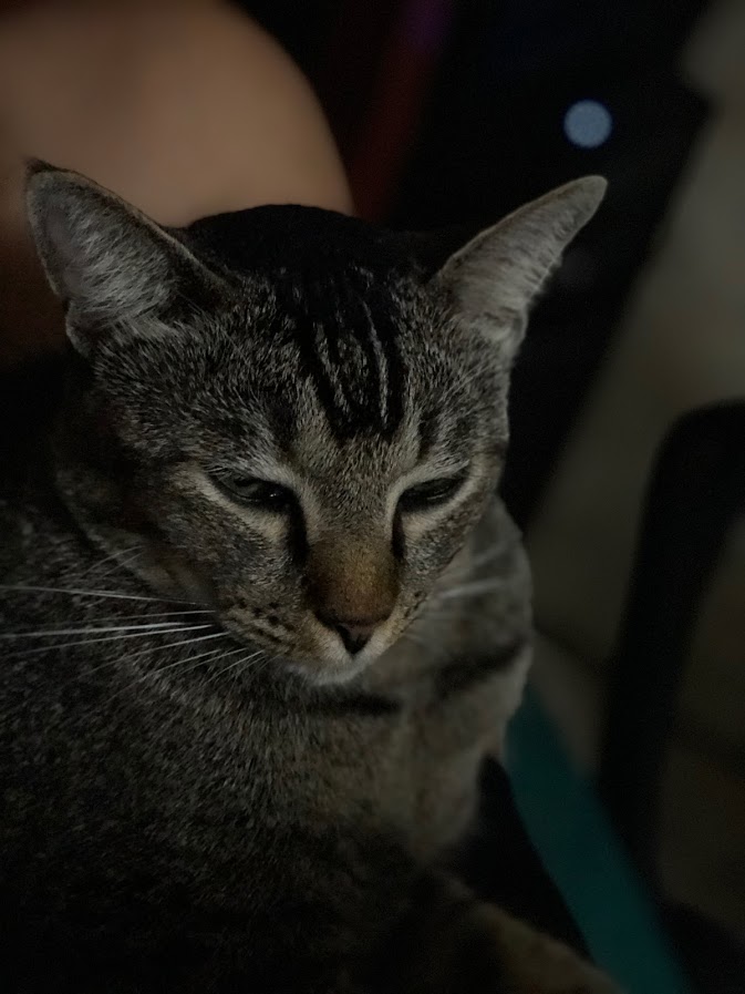 The Portrait mode now works better in low-light, as you can see in this unedited but still very detailed shot of my cat Momo. 