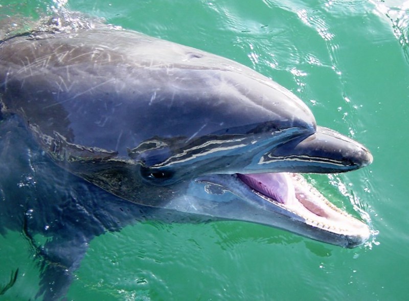 This undated handout photo obtained on November 2, 2017 from Shimoda Aquarium in Shizuoka Prefecture, shows female bottlenose dolphin Nana. u00e2u20acu201d AFP pic