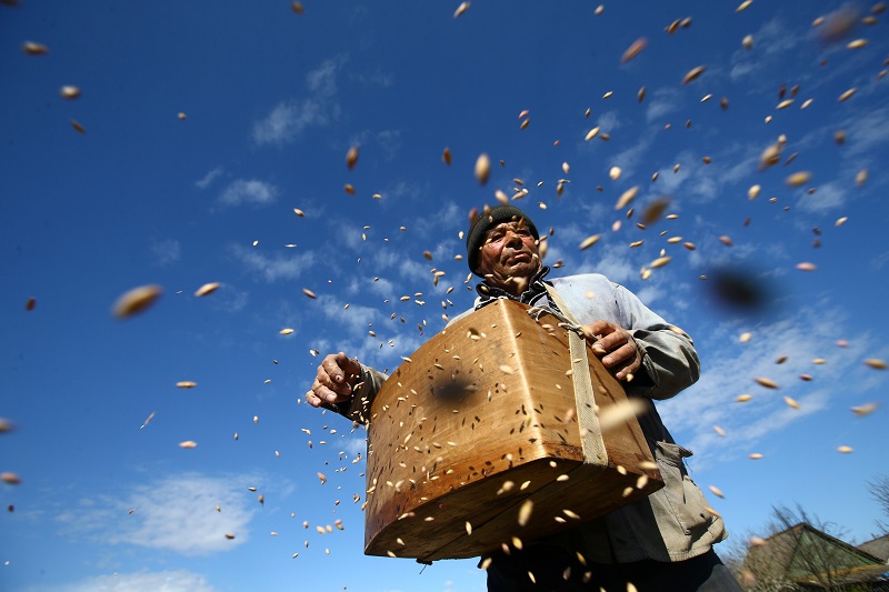 Vladimir Krivenchik, 65, sows barley on a field in the village of Khrapkovo, Belarus April 24, 2017. u00e2u20acu201d Reuters pic