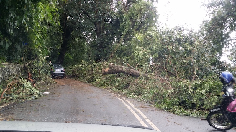 The road to Batu Ferringhi is reduced to a single lane by uprooted trees in George Town on November 5, 2017. u00e2u20acu201d Picture by Pearlyn Tey