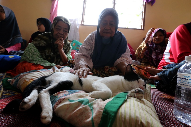 Tompok was the only pet in the relief centre. He was perched grandly on his favourite pillow, surrounded by Roziahu00e2u20acu2122s family. u00e2u20acu201d Picture by Sayuti Zainuddin 