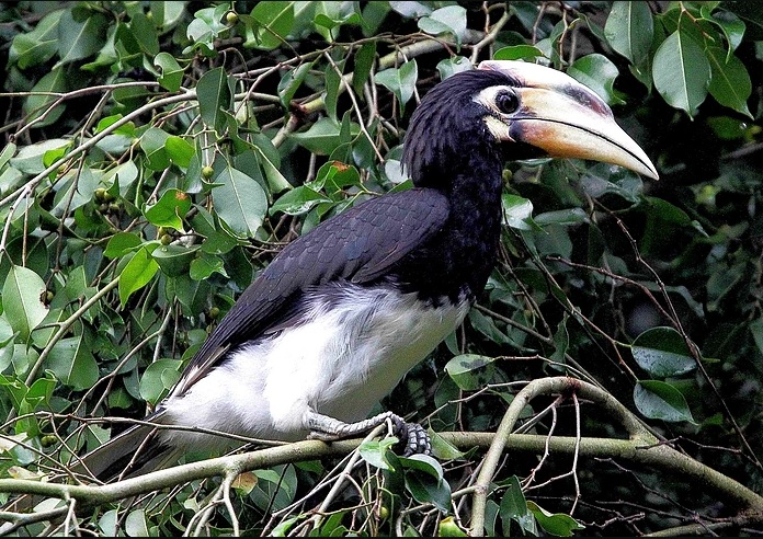 The Oriental Pied Hornbill is one of 48 bird species sighted in Taman Rimba Kiara and is totally protected by local laws. — Picture courtesy of Rosli Omar