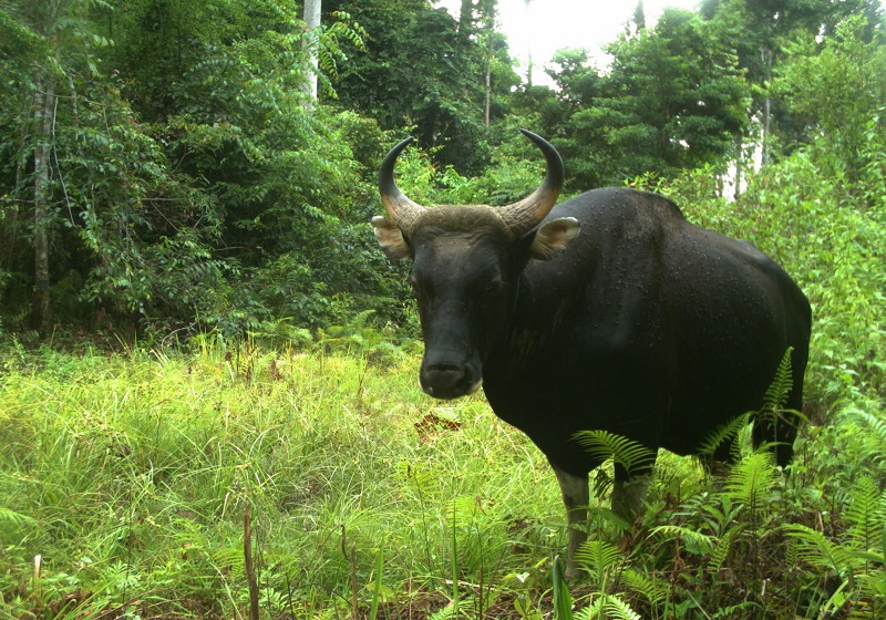 A bull banteng in one of the forest reserves in Sabah. u00e2u20acu201d Picture courtesy of Danau Girang Field Centre