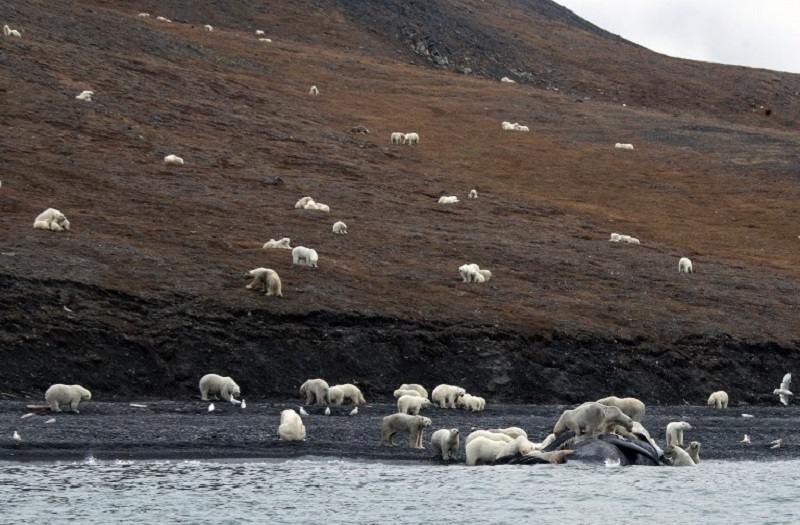A handout picture taken on September 19, 2017 shows polar bears gathering around the carcass of a bowhead whale on the shore of Russiau00e2u20acu2122s Wrangel Island in this handout picture by Max Stephenson. u00e2u20acu201d AFP pic  