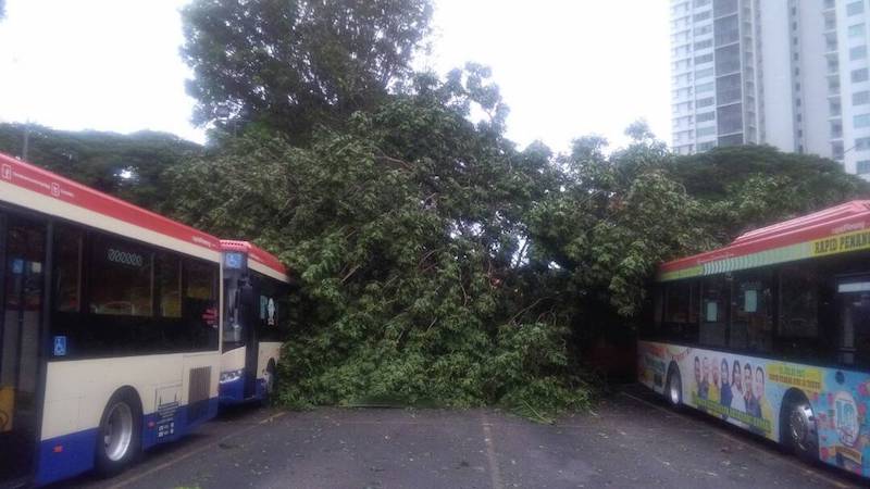 Massive storm toppled trees onto some Rapid Penang buses, disrupting services on the island earlier this morning. u00e2u20acu201d Photo via WhatsApp