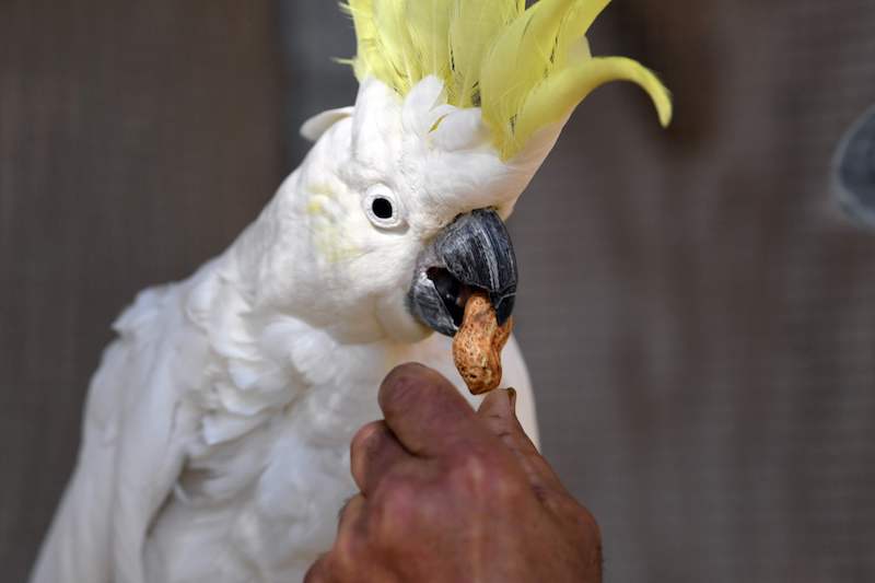 An inmate feeds peanuts to a cockatoo at John Morony Correctional Complex Wildlife Centre in Sydney August 24, 2017. u00e2u20acu201d AFP pic