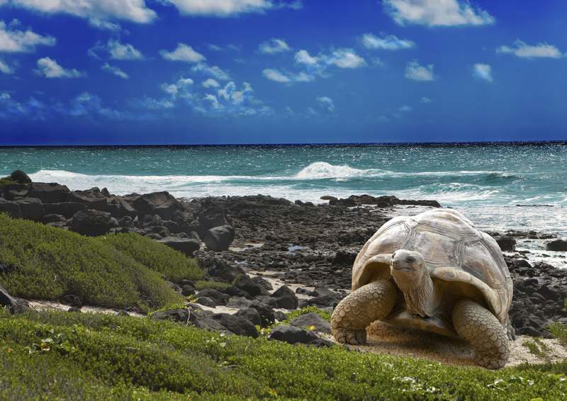 Galapagos Islands u00e2u20acu201d Konstik/Istock.com pic via AFPn