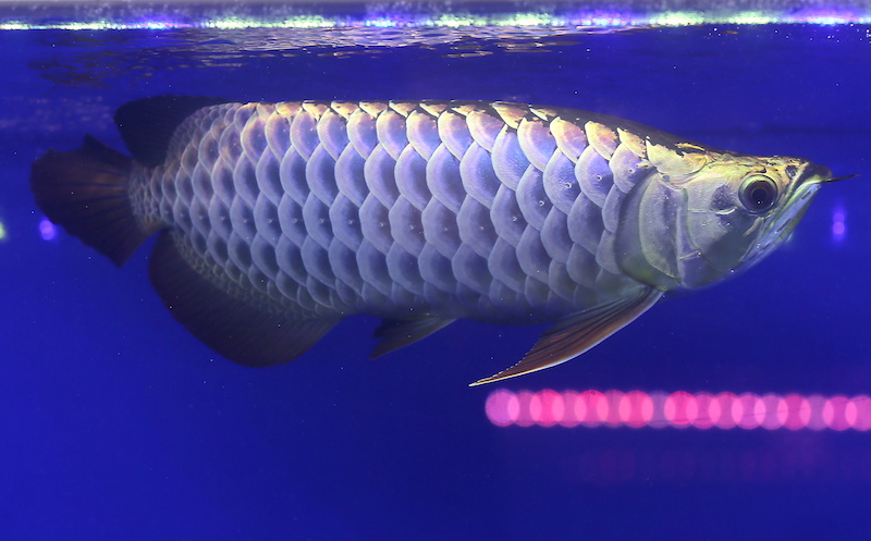 The Arowana fish owned by Taiwanese Arowana fish dealer John Wayne Kee, 43, emerged as the grand champion for the first Bukit Merah International Arowana Exhibition and Competition, which was held at Taiping Mall. u00e2u20acu201d Picture by Farhan Najib