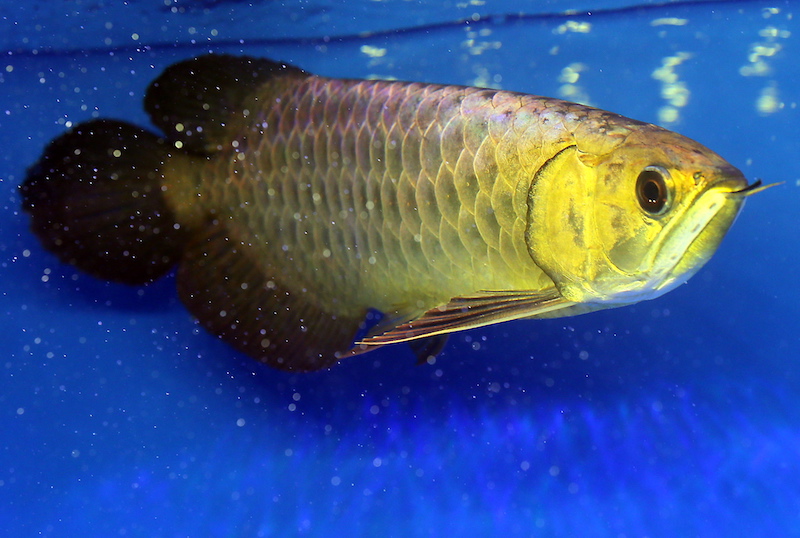 This Arowana fish owned by local fish breeder William Hoe from Johor, was named champion in the Crossback Arowana (Golden Base) small fish category at the first Bukit Merah International Arowana Exhibition and Competition.