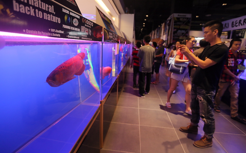 Visitors taking picture of the Arowana fish on display at the first Bukit Merah International Arowana Exhibition and Competition.